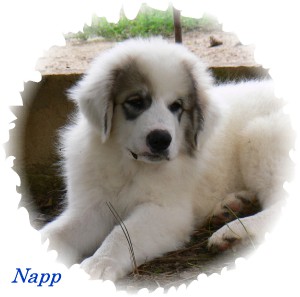 napp-1.jpg