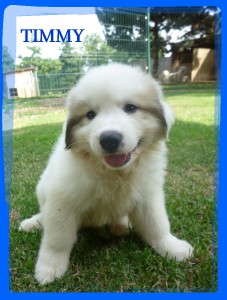 timmy-3.jpg