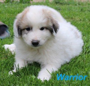 warrior--1024x975-.jpg
