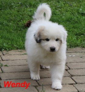 wendy--952x1024-.jpg